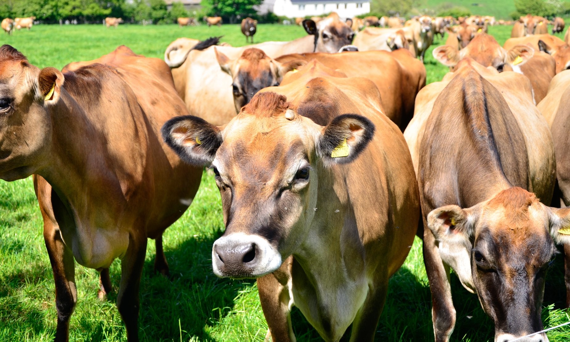 Jersey heifers, bred heifers and milking cows A2A2 Tested